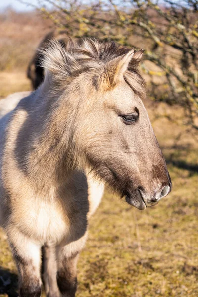 自然の中で野生の馬を ストックフォト