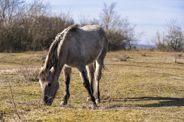 自然の中で野生の馬を ロイヤリティフリーのストック写真
