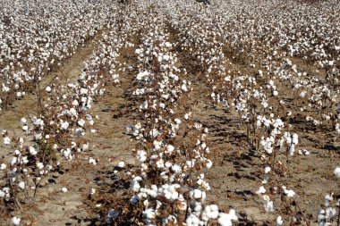 Defoliated Cotton Ready for Harvest clipart