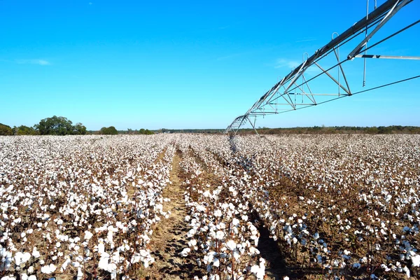 Landscape Pivot on Right over Cotton Field Ready for Harvest — Stock Photo, Image