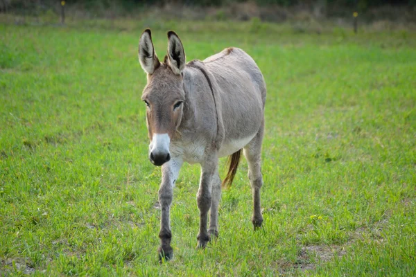 Buckskin color donkey at a local farm.