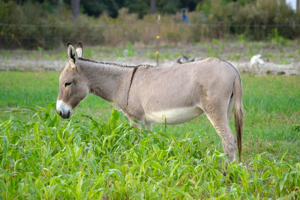 Buckskin åsnan i råg gräs — Stockfoto