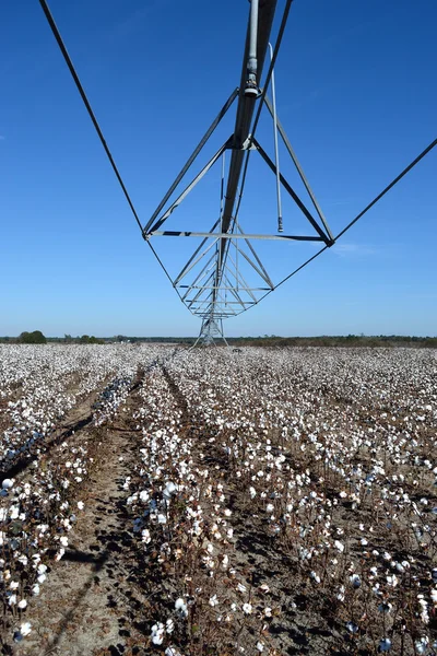 Pivot Over Cotton Ready to be Picked — Stock Photo, Image