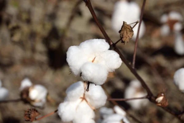 Landscape Cotton Boll on Plant — Stock Photo, Image