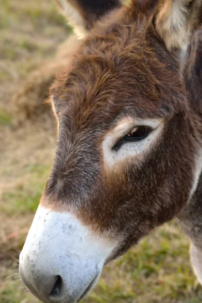 Protrait av en åsna — Stockfoto