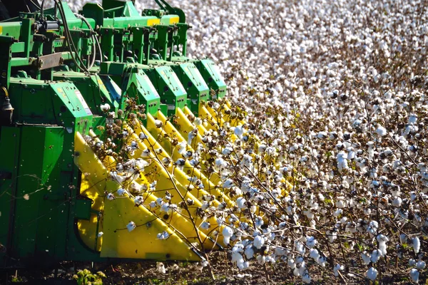 Combine Harvester picking Cotton — Stock Photo, Image