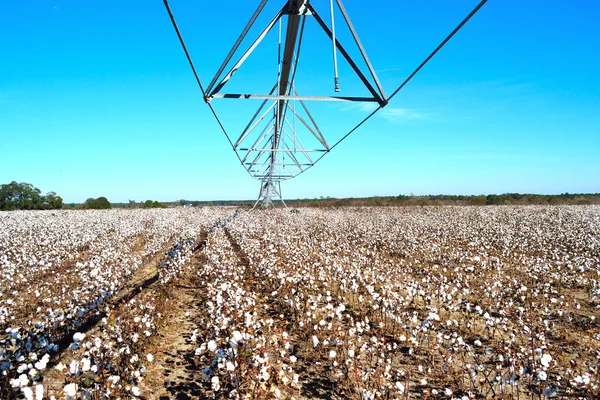 Landscape Pivot in Center over Cotton Field Ready for Harvest — Stock Photo, Image