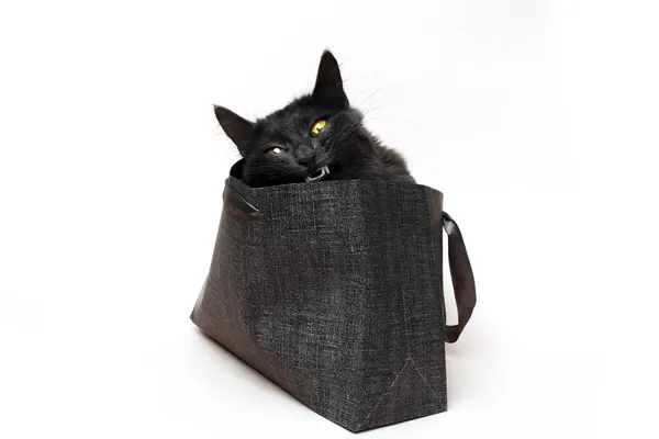 Gonosz Fekete Macska Sárga Szemekkel Egy Papír Ajándék Mutatja Éles — Stock Fotó