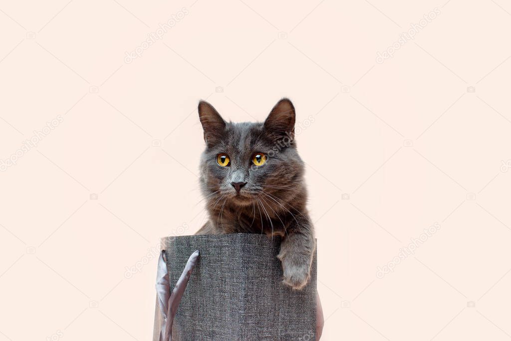 Pet gift, animal care and veterinary medicine concept. Fluffy gray cat sits in a gift bag on pastel pink.