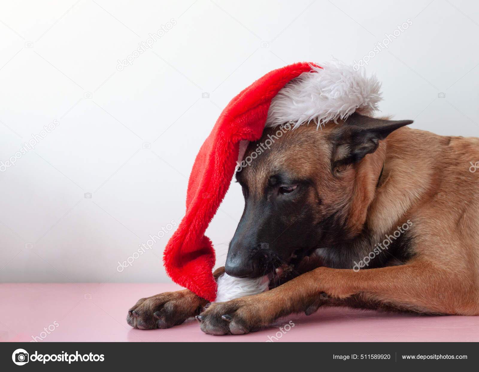 The Belgian Shepherd Malinois is lying on his head with a Santa