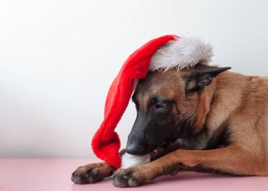 Belçikalı Çoban Malinois kafasında Noel Baba şapkasıyla yatıyor.