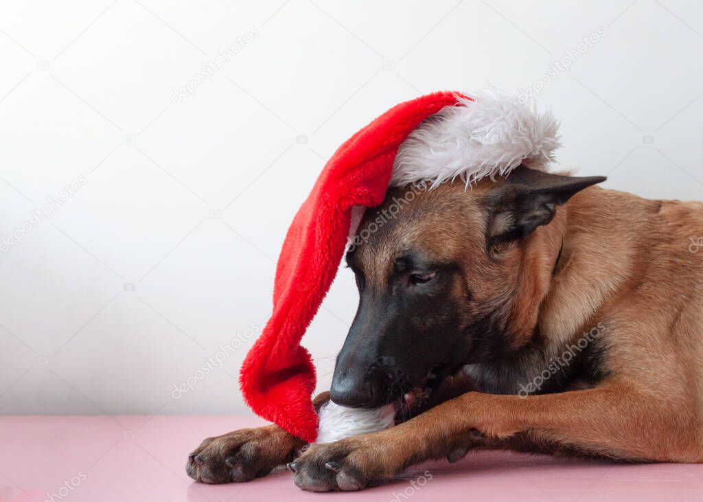 The Belgian Shepherd Malinois is lying on his head with a Santa Claus hat