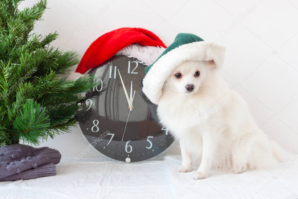 A small white pomeranian dog in an elf hat next to a clock in a Santa Claus hat