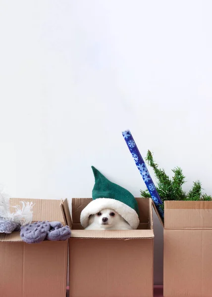 Üç kutuda elf şapkalı bir köpek, eldivenler ve yapay bir Noel ağacı var..
