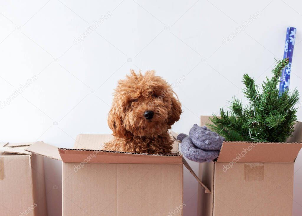 In a cardboard box there is an artificial Christmas tree, mittens, a miniature poodle.