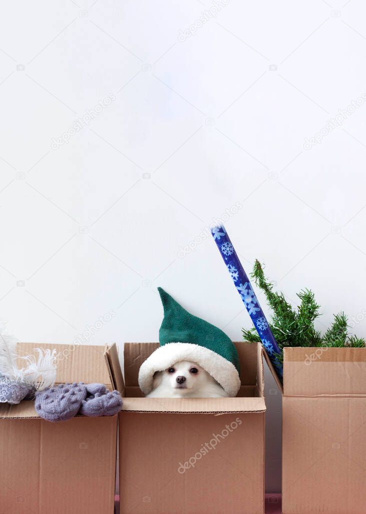 In three boxes there is a dog in an elf hat, mittens and an artificial Christmas tree are lying.