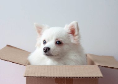 Küçük beyaz bir Pomeranya köpeği karton bir kutuda oturuyor. Hediye ve teslimat konsepti
