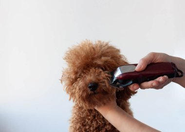 El, makası kanişin burnunda tutuyor. Bir kanişi tımar etme fikri