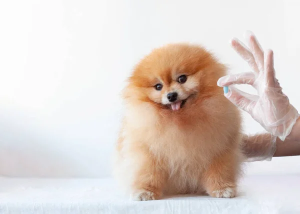 Mão Uma Pílula Azul Para Pequeno Cão Pomerano Cor Laranja — Fotografia de Stock