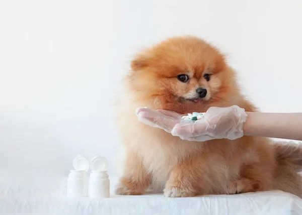 Uma Mão Segura Punhado Comprimidos Para Pequeno Cão Pomerano Cor — Fotografia de Stock