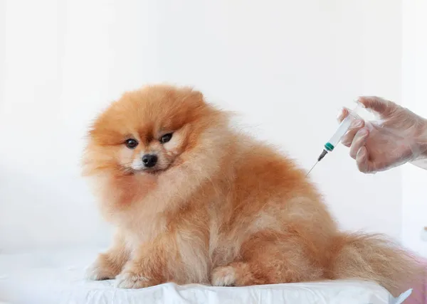 Hand Medicinsk Handske Ger Injektion Till Liten Orange Färgad Pommerhund — Stockfoto