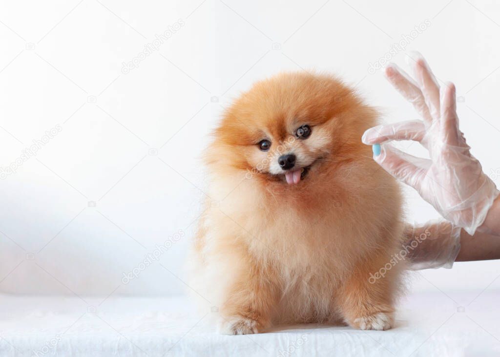 The hand gives a blue pill to a small pomeranian dog of orange color.