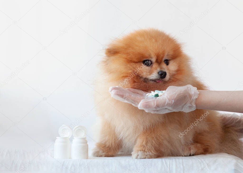 A hand holds out a handful of pills to a small orange-colored pomeranian dog.