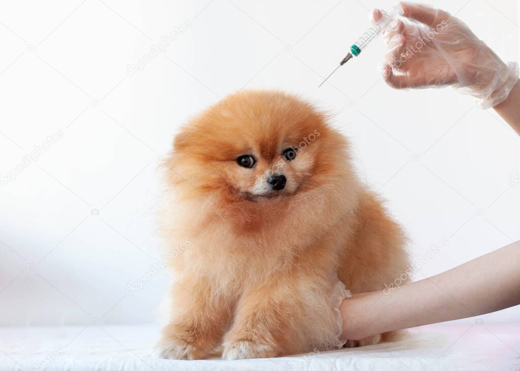 A hand in a medical glove holds a syringe over the head of a small orange-colored pomeranian dog.