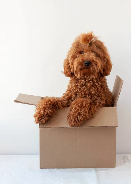 Küçük köpek kırmızı kahverengi minyatür kaniş karton bir kutuda oturuyor.