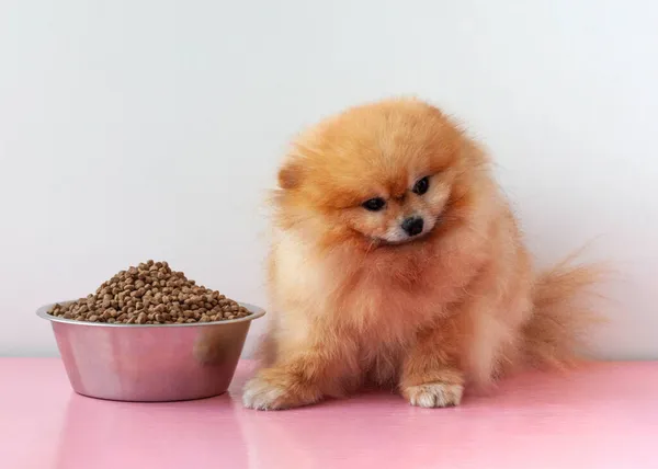 Un petit chien poméranien orange est assis à côté d'un grand bol de nourriture sèche pour chien — Photo