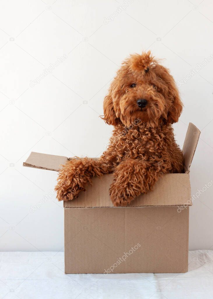 Little dog red brown miniature poodle sitting in a cardboard box