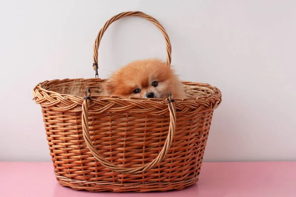 Маленькая Оранжевая Померанская Собака Сидит Большой Корзине — стоковое фото