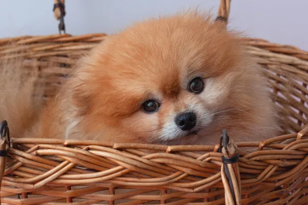Liten Orange Färgad Pommersk Hund Sitter Stor Korg Munstycke Närbild — Stockfoto