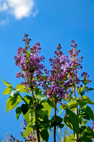 Mavi gökyüzüne karşı çiçek açan leylak. Açık bir bahar günü. Dikey fotoğrafçılık ve seçici odak.