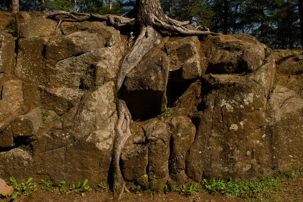 Thick and powerful roots of tree pierced the rock, hold on to it