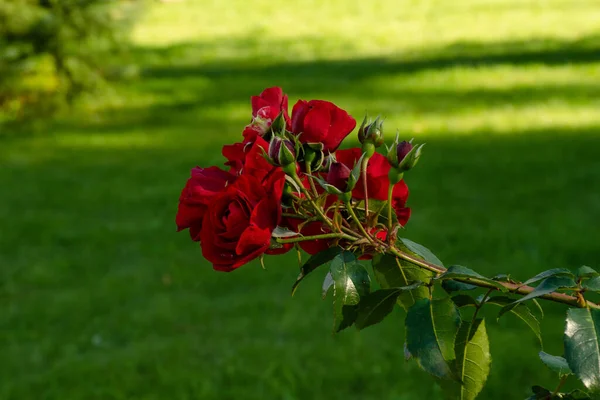 Gałąź Pięknej Czerwonej Róży Zielonymi Liśćmi Ogrodzie — Zdjęcie stockowe
