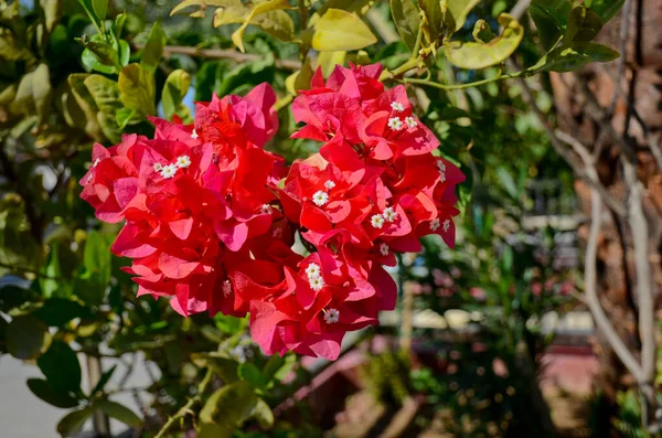 Buganvilla Floreciente Lat Bougainville Flores Buganvillas Rosadas Rojas Fondo Floral —  Fotos de Stock