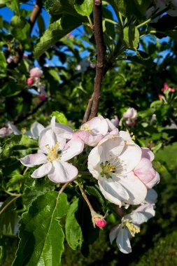 Mavi gökyüzünün arka planında beyaz elma ağacı çiçekleri, dikey fotoğraf, seçici odak. Bahar konsepti