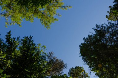 Mavi gökyüzüne karşı yeşil yapraklı ağaçların tepeleri, yatay fotoğraf