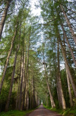 Çam ormanındaki kırsal yol, gökyüzüne karşı uzun ağaçlar. Güzel Karelian doğasının dikey fotoğrafı.
