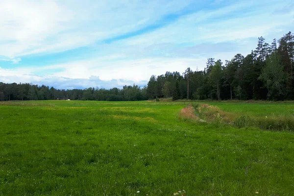 Zelené Pole Jehličnatý Les Nad Modrou Oblohou Karelii Koncept Rekreace — Stock fotografie