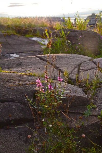 Дивовижні Рожеві Квіти Ростуть Серед Каменів Озері Детальний Природний Фон — стокове фото
