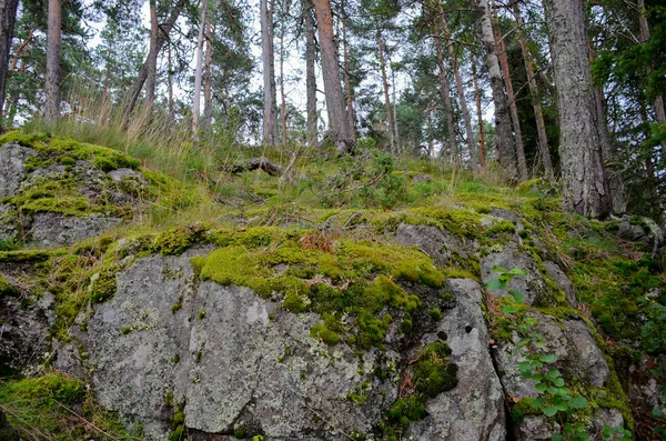 Los Pinos Crecen Sobre Piedras Cubiertas Musgo Naturaleza Del Norte —  Fotos de Stock
