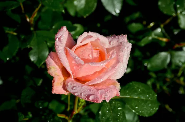 Piękna Różowa Róża Kroplami Rosy Płatkach Ogrodzie Poziome Zdjęcie Natury — Zdjęcie stockowe