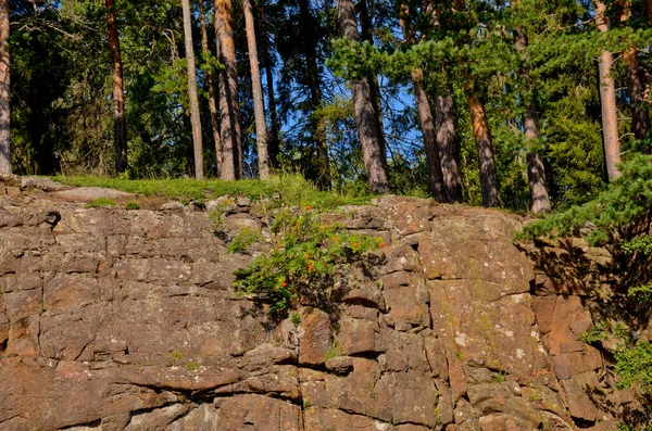 Ağaçlı kaya ve dağ külleri açık bir günde kayada, mavi gökyüzü kuzeyde. Karelia 'da Doğa, yatay fotoğraf.