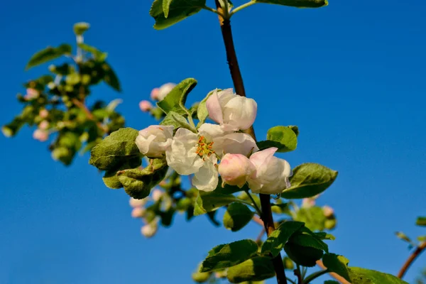 Hermosas Flores Primavera Manzano Primer Plano Del Jardín Gotas Lluvia — Foto de Stock