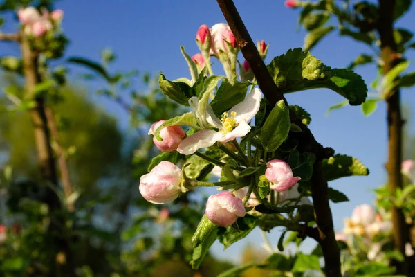 Hermosas Flores Primavera Manzano Jardín Día Claro Contra Cielo Azul — Foto de Stock