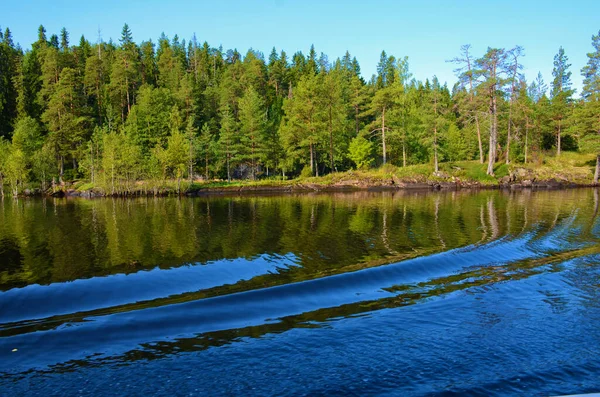 Tät Vild Grön Skog Sjön Vatten Vågor Klar Dag Blå — Stockfoto