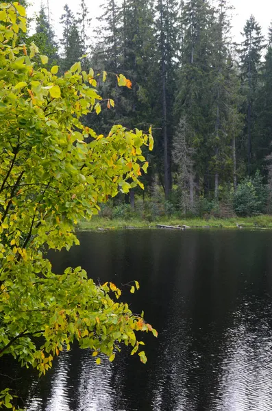 Vacker Skogssjö Mulen Dag Karelen Lugn Mörkt Vatten Början Hösten — Stockfoto