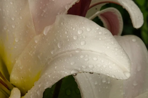 Pétalas Lírio Branco Com Gotas Água Após Chuva Plano Fundo — Fotografia de Stock